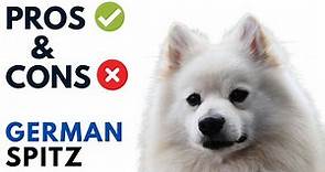 German Spitz Dog Pros and Cons | Deutscher Spitz Advantages and Disadvantages
