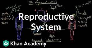 Welcome to the reproductive system | Reproductive system physiology | NCLEX-RN | Khan Academy