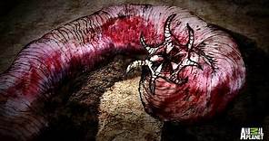 The Mongolian Death Worm