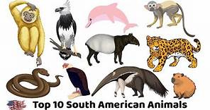 10 Popular South American Animals | Discover the Rich Wildlife of the Continent