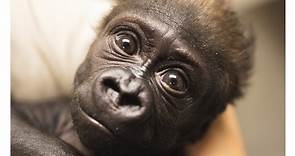'She's doing tummy time': Cleveland Metroparks Zoo shares update on baby gorilla Jameela