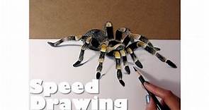 Drawing Time Lapse Spider | Drawing a Tarantula | Dibujando una tarántula