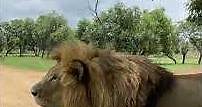 Barbary lion