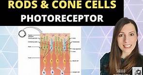 Rods and Cone cells: Photoreceptors in the human retina. A-level Biology Nervous System