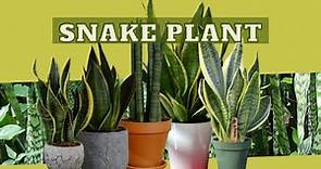 Snake Plant BENEFITS to your HOME & OFFICE / Earth's Medicine
