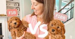 Which Goldendoodle Generation Is Right For You?
