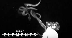 Scientists Just Captured This Rare Giant Squid Footage, Here’s How