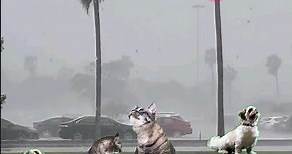 It's raining cats and dogs | IDIOMS