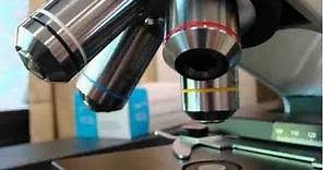 How To Use a Compound Light Microscope: Biology Lab Tutorial