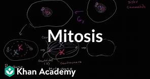 Mitosis | Cells | MCAT | Khan Academy
