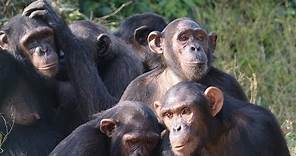 Among the Wild Chimpanzees National Geographic | Animal Planet Channel