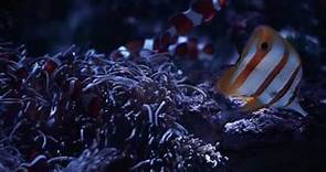 Vancouver Aquarium 4D Promo