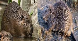 North American Beaver & Eurasian Beaver - The Differences
