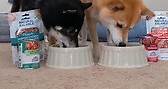 It’s good dog o’clock! Who’s... - Natural Balance Pet Foods