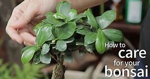 Bonsai Basics: How to care for your bonsai