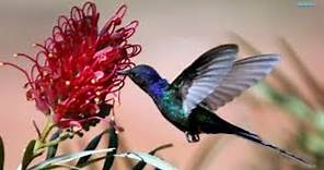 Hummingbirds in Flight - The Amazing Hummingbird Flying Motion in Nature