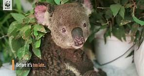 Endangered Species Day 2020 | WWF-Australia