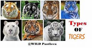 All Types Of Tiger - All Living Sub-Species Of Tigers