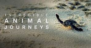 Incredible Animal Journeys | Official Trailer