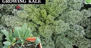 Growing & Harvesting Kale - A Complete Guide To Grow The Best Kale In Your Garden