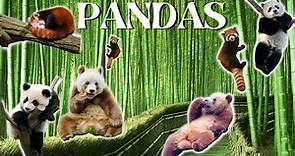 Tudo sobre os três tipos diferentes de Pandas. O Panda Gigante, Panda Marrom e o Panda Vermelho!