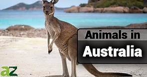 Wildlife in Australia: A Guide of Different Types of Australian Animals