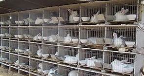 How Rabbit Farming Produce & sold hundreds of Rabbits - He built his house out of Raising Rabbits