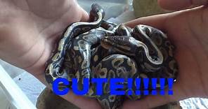 Cute Baby Snakes!!