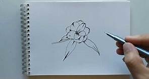🌷 Dibujando la flor de camelia 🌷