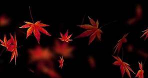 Hojas de otoño - Motion Background (Royalty Free - Creative Commons)