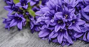 Significado del color púrpura | Psicología del color púrpura 🟣