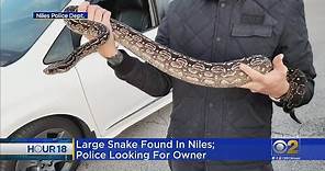 Another Big Snake Found In The Chicago Area, Only Harmless If You Don't Hassle It
