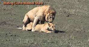 Mating Lions Maasai Mara