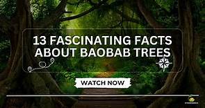 13 Fascinating Facts About Baobab Trees