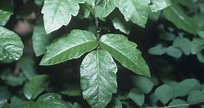 How To Identify Poison Ivy Plants and Rashes