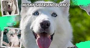 Husky Siberiano Blanco