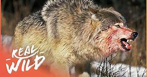 The War Of The Wolf Packs - Part 1 (Wolf Documentary HD) | White Wolf | Real Wild