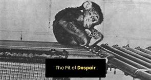 The Pit of Despair | Harry Harlow Monkey experiment | Harlow rhesus monkeys | Love | Online Docs