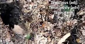 English Vocabulary: Tenacious/Tenaciously/Tenacity #englishvocab #englishvocabularyinuse #ants