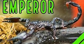 How To Care For The Emperor Scorpion Pandinus imperator