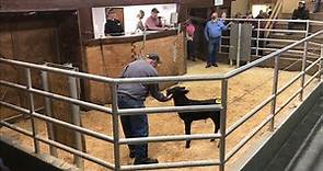 Livestock Auction - New Buyer Over Pays Hundreds! Another Great Day at the Auction Bought 8!