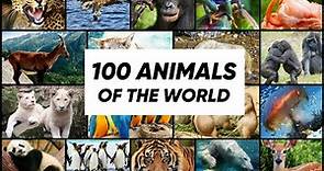 100 Animals of the World Learning the Different Names and Sounds of the Animal Kingdom | KidsZoneTV