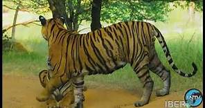 Tigres de Bengala, India.
