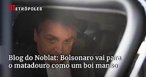 Blog do Noblat: Bolsonaro vai para o matadouro como um boi manso