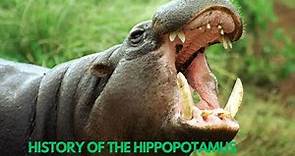 history of the hippopotamus