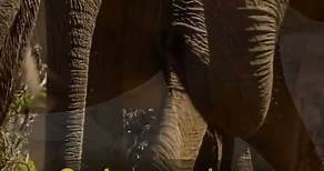 Las 5 curiosidades de los elefantes
