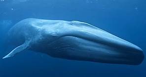 Blue Whale - The Largest Animal In The World / Documentary (English/HD)