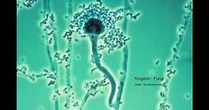 Kingdom -Fungi Class - Deuteromycetes