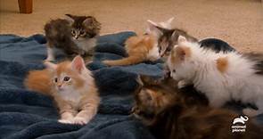 Adorable Maine Coon Kittens Explore Their New Home | Too Cute!