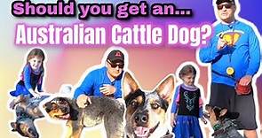 Australian Cattle Dog Right for You and Your Family?